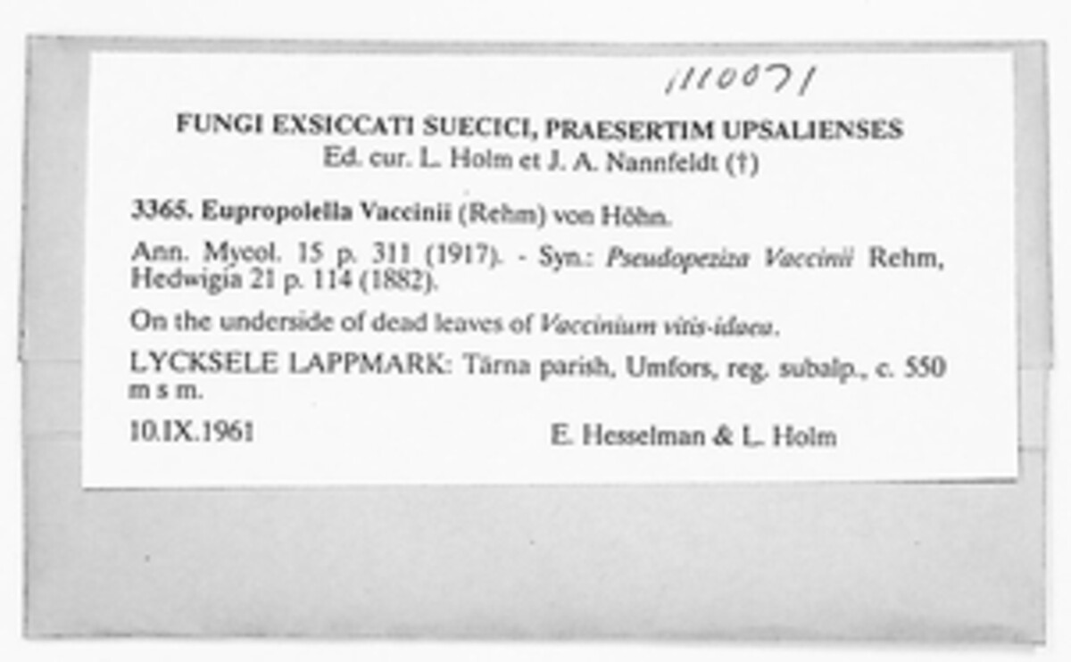 Eupropolella vaccinii image